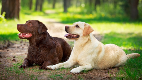 2 Labradors Retrievers: 1 marrom e 1 areia em um caminho florestal