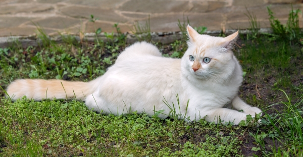 Weißer Türkisch Van Kater im Gras liegend