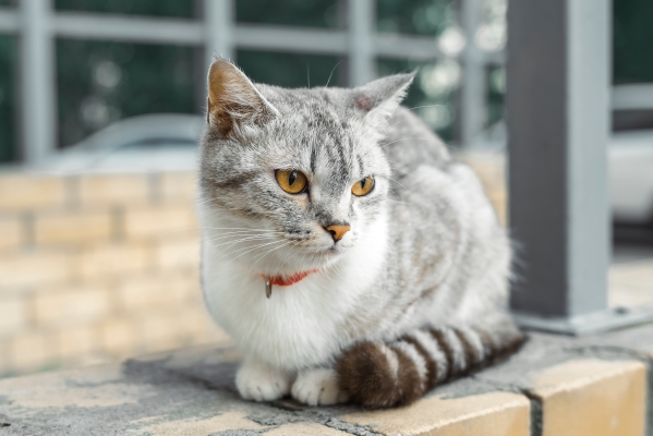 American Wirehair assis sur une murette