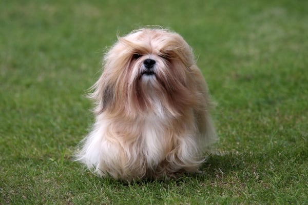 Pequeno cão Lhassa Apso caminhando na grama