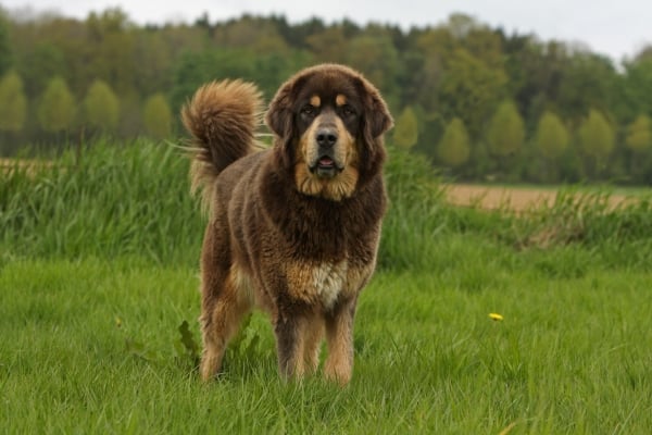 Erwachsener schwarz und lohfarbener Tibetmastiff stehend im Gras