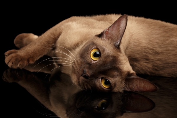 Gato Burmese deitado e cabeça baixa com olhos amarelos