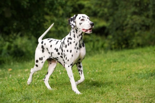 Chien dalmatien qui se promène dehors dans l'herbe