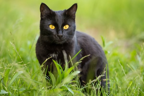 Gato Bombay negro con ojos amarillos sentado en la hierba