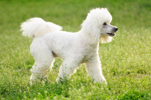 Poodle: Tudo o que você precisa saber sobre este cachorro de estimação de pelo encaracolado!