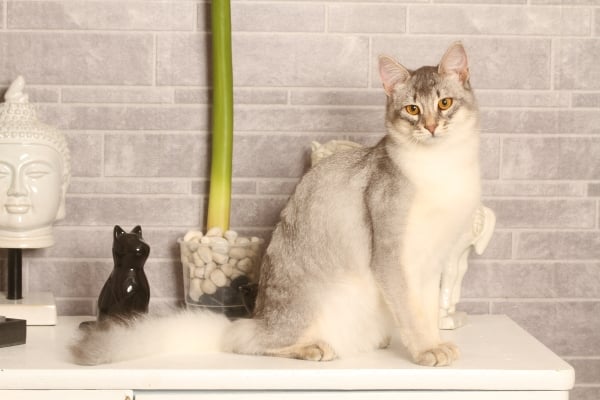 Gato Somali sentado en un mueble blanco decoración zen