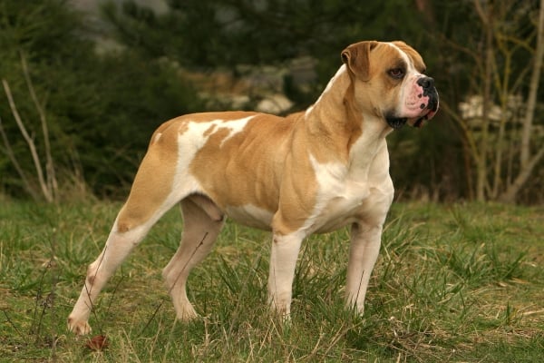 Amerikanischer Bulldogge Hund auf der Lauer im Wald