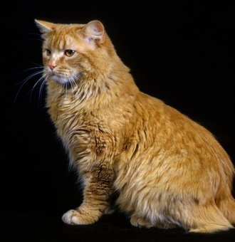 Cymric : Tout Savoir sur ce Chat soyeux sans queue