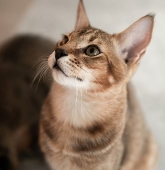 Chausie : Tout Savoir sur ce Chat hybride au Charme Sauvage !