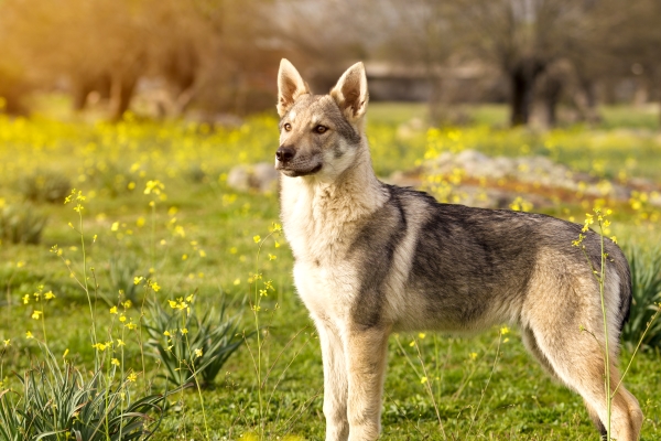 Cachorro de lobo checoslovaco en un campo de flores amarillas