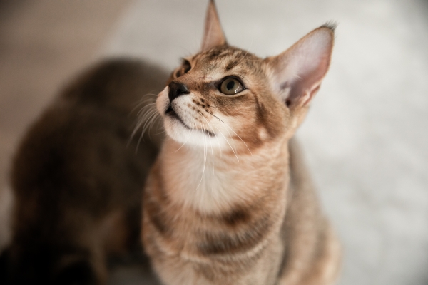 Chausie-Katze im Profil sitzend und Kopf gehoben