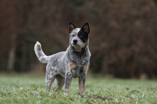 Australischer Cattle Dog steht seitlich