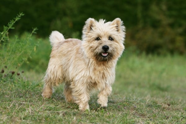 Cão Cairn Terrier em posição de alerta no jardim