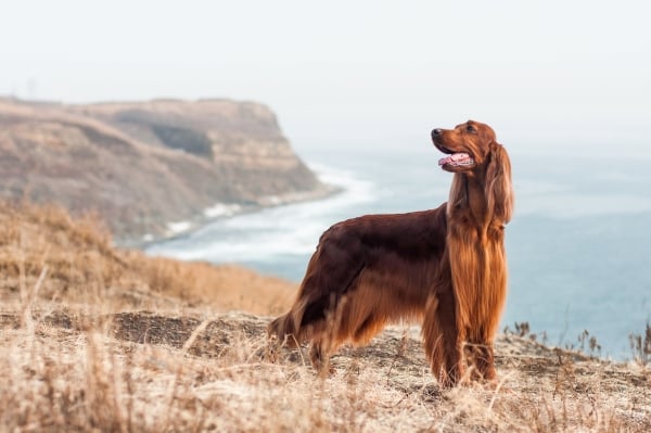 Setter Anglais rouge au bord d'une falaise