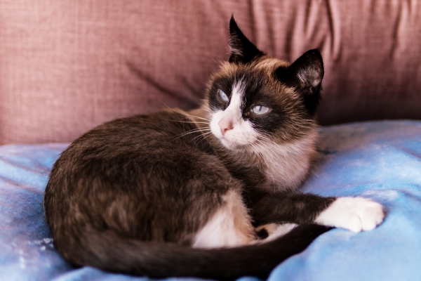 Snowshoe aux yeux plissés couché sur un coussin bleu