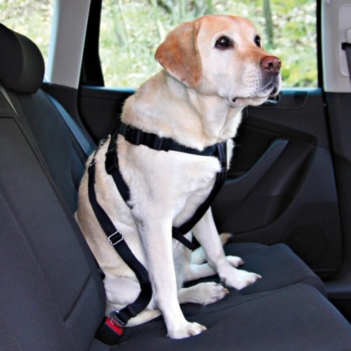 Voyager en voiture avec son chien : que faut-il prévoir et que dit la loi ?