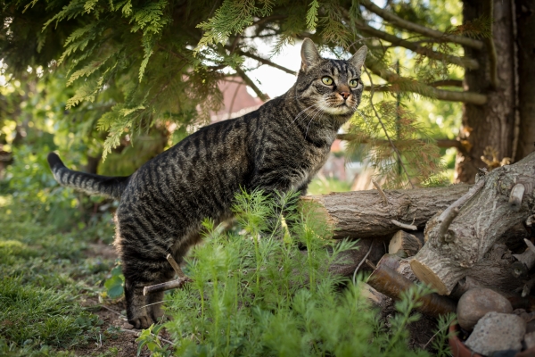 Chat European Shorthair à l'affût dans une forêt