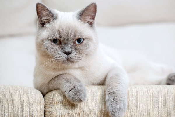 British Shorthair colorpoint couché sur le canapé