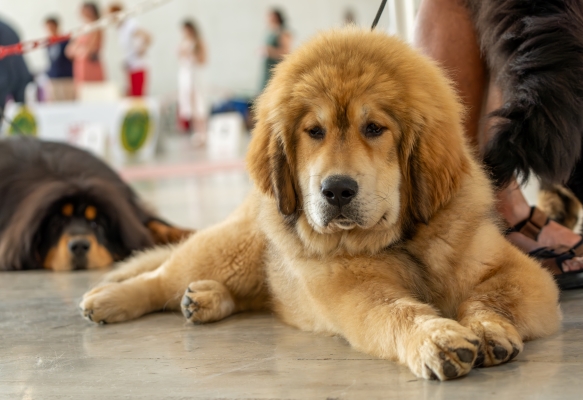 Portrait d'un jeune chien Berger du Caucase