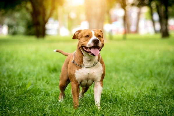 Portrait de l'American Staffordshire Terrier dans un parc