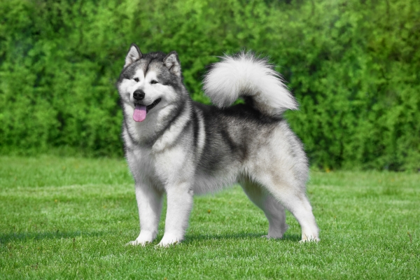 Alaskan Malamute steht im Gras