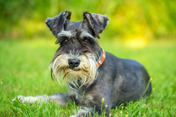 Zwergschnauzer liegt im Gras