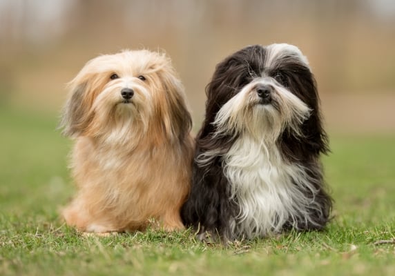 2 Hunde Bichons Havanais: ein Havanna und ein Schwarz-Weiß