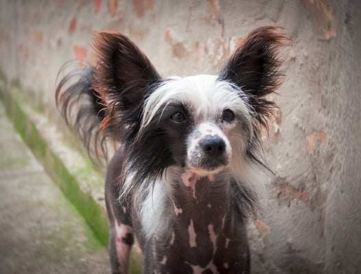 Chinesischer Schopfhund auf einer Straße