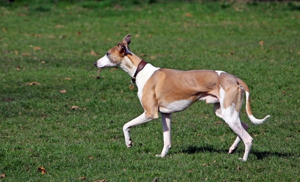 Whippet: Tudo sobre este pequeno Cão Galgo de pelo curto!