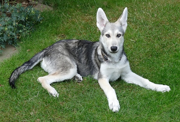 Aufmerksamer junger Saarloos Wolfhund liegend im Gras