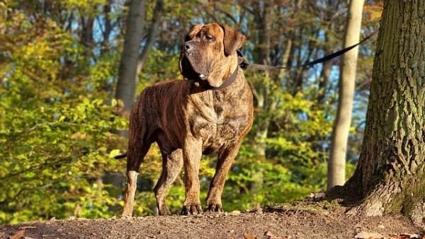 Dogo Canario in een bos vastgemaakt aan een lijn