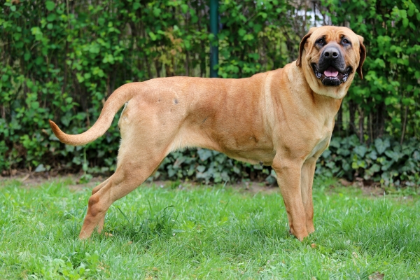 Portret van een Tosa hond in een omheinde tuin