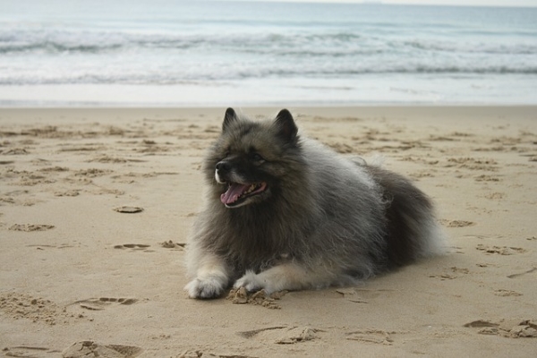 Spitz-Loup gris argenté couché sur le sable au bord de la mer