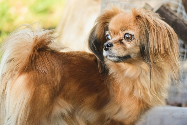 Tibet-Spaniel im Profil