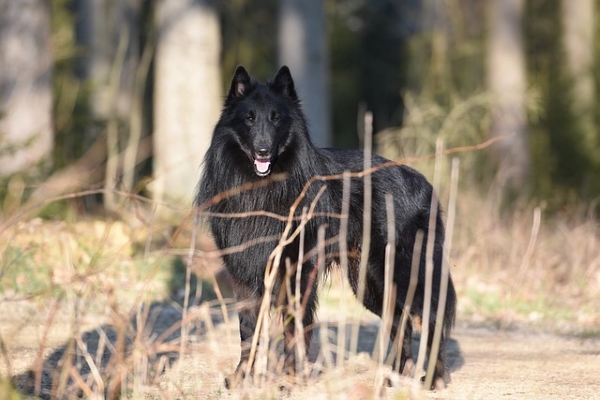 Belgischer Schäferhund Groenendael, der direkt in die Kamera schaut