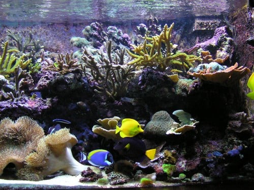 Fische in einem Meerwasseraquarium