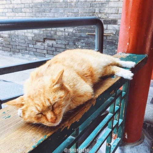 Des Chats Sauves De L Expulsion Par Des Internautes Chinois Blog