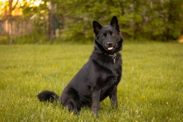 Schipperke : Tout Savoir sur ce petit Chien de Berger flamand !