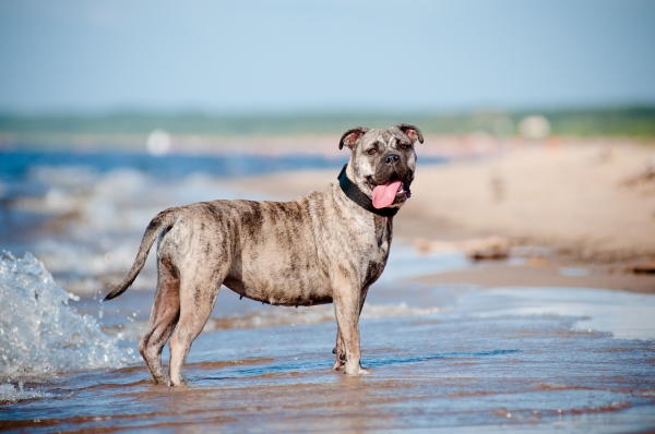 Mallorquinische Dogge, die ihre Pfoten im Meer benetzt