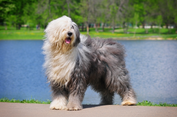 Bearded Collie mit langen, gewellten Haaren weht im Wind in der Nähe eines Sees