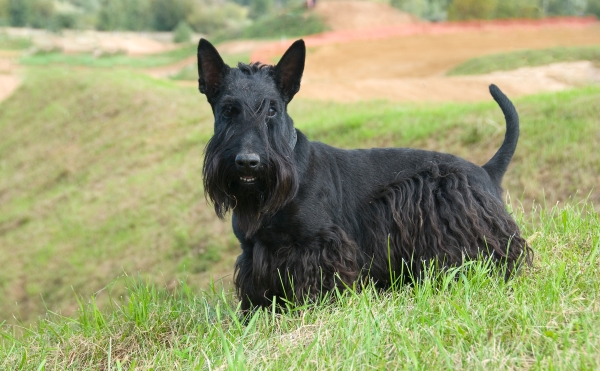 Scottish Terrier noir sur un terrain vague