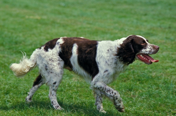 Französischer Spaniel läuft im Gras