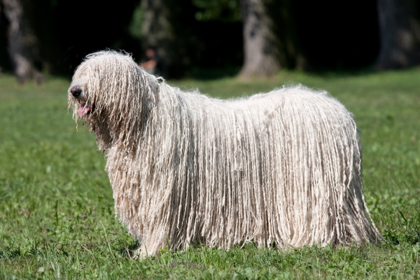 Chien Komodor dans un jardin ensoleillé