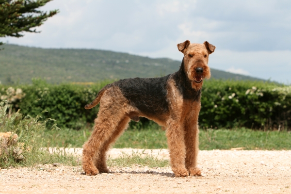 Airedale Terrier Adulte de profil sur un chemin ensoleillé