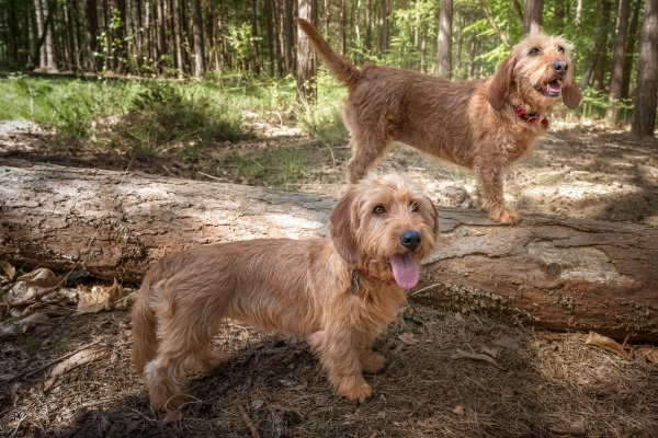 2 chiens Basset Fauve de Bretagne dans la forêt