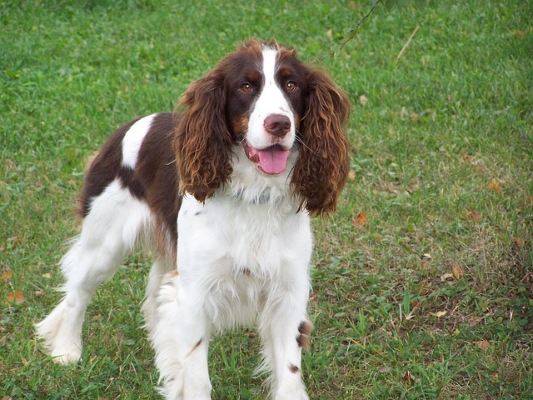 Englischer Springer Spaniel glücklich im Garten