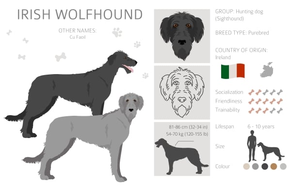 Infografik zur Rasse Irischer Wolfshund oder Irish Wolhound