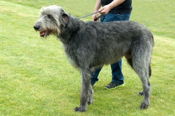 Irischer Wolfshund an der Leine von seinem Besitzer gehalten