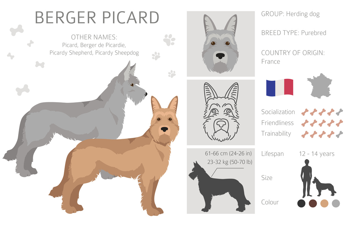 Infographie sur le Berger Picard