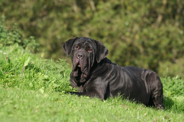 Chien Mâtin Napolitain noir couché dans l'herbe